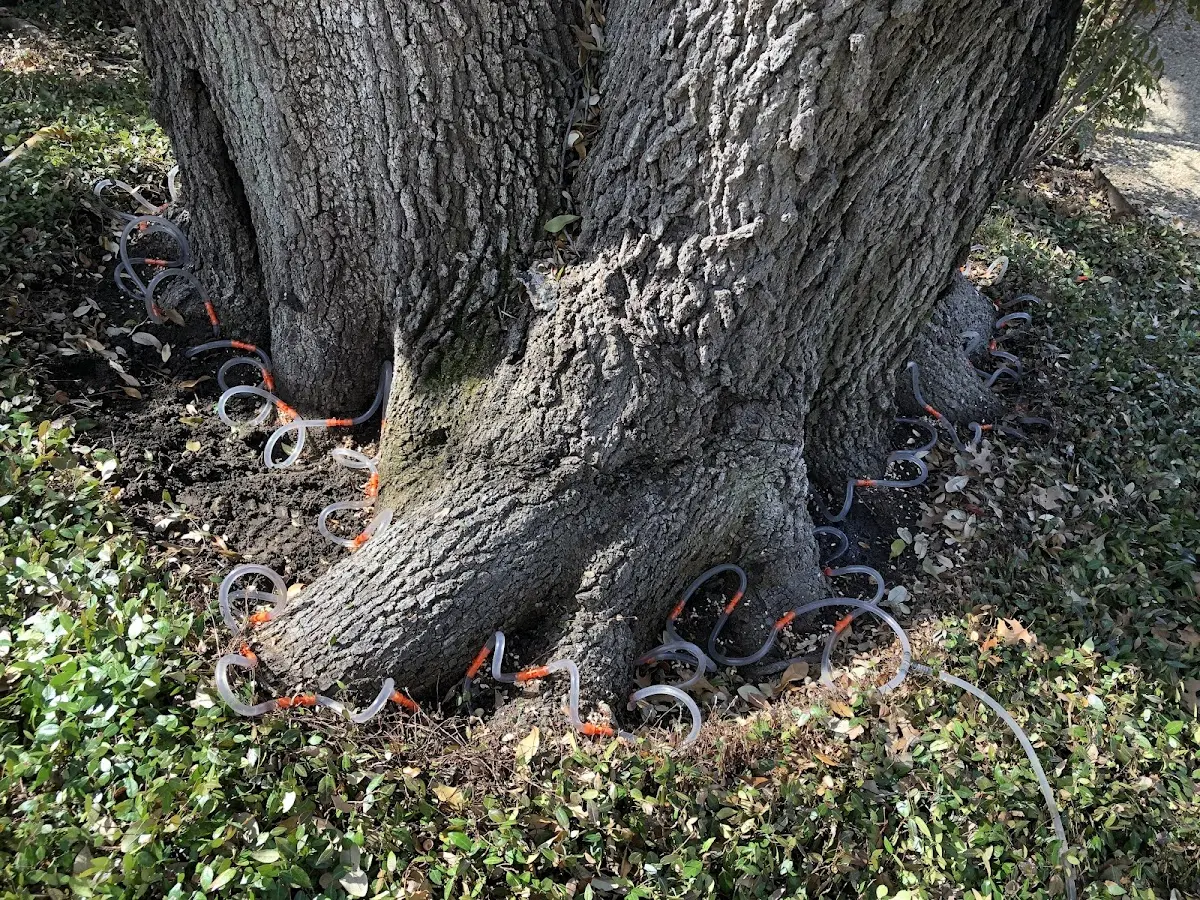 Detailed Tree Cabling and Bracing job site in Blue Grass