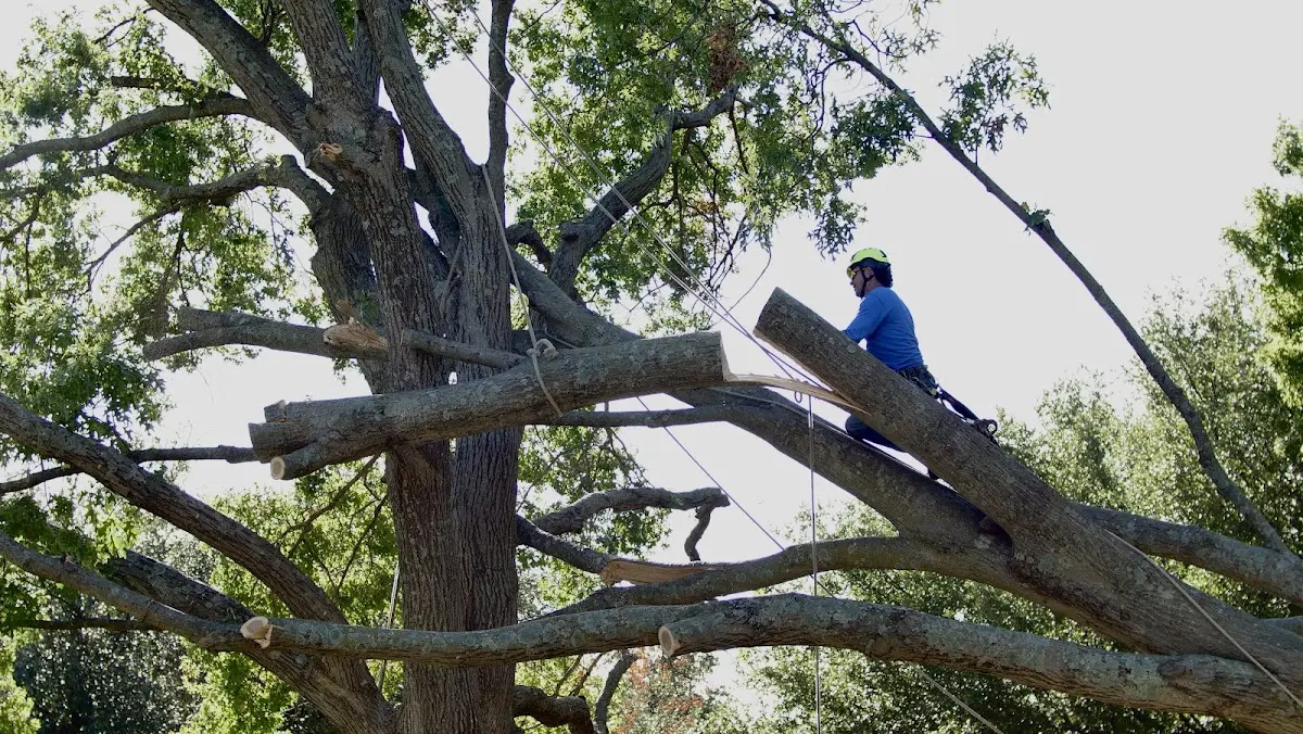 Professional Crown Thinning performed by certified arborists in Blue Grass