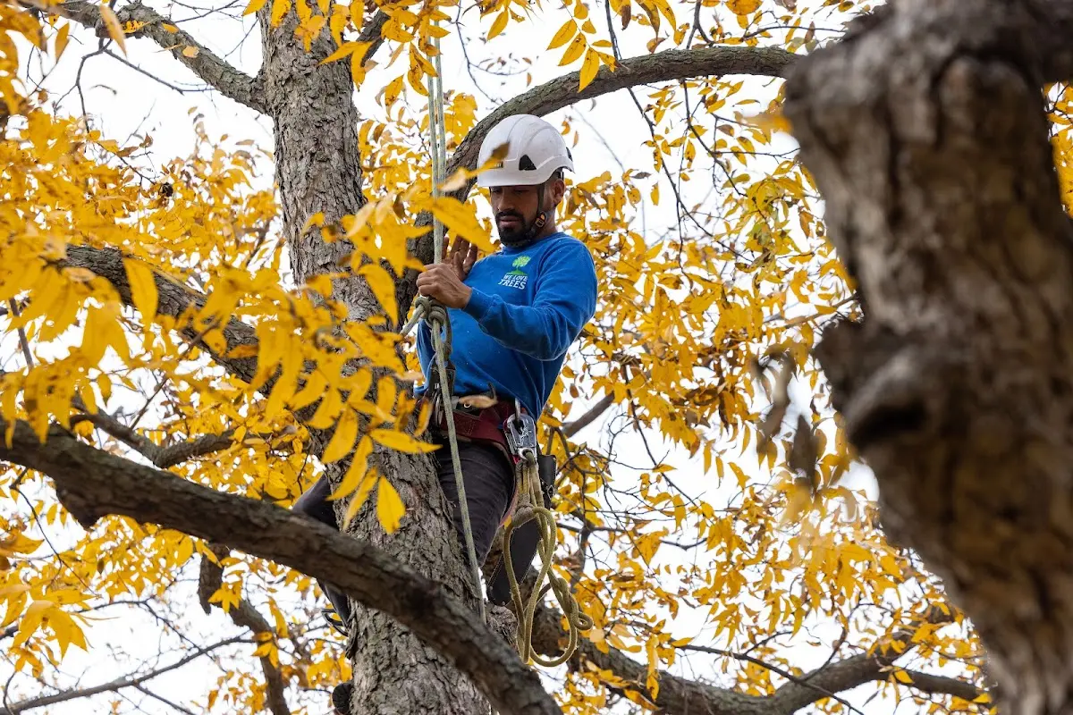 Skilled Tree Transplanting crew working in Blue Grass
